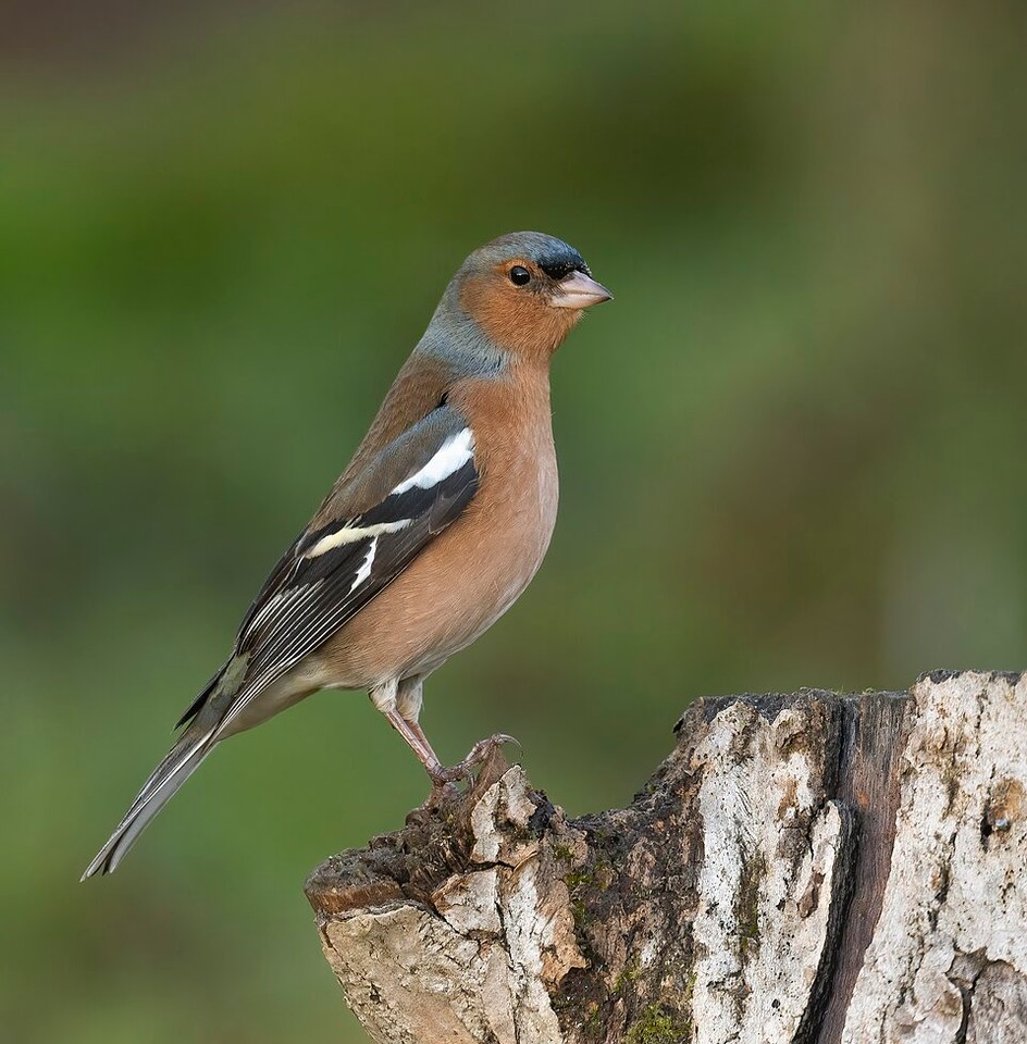 Vink