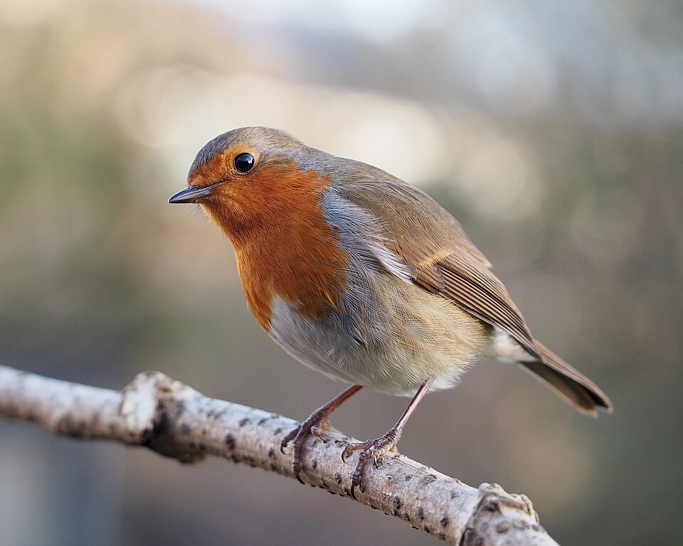 Roodborst