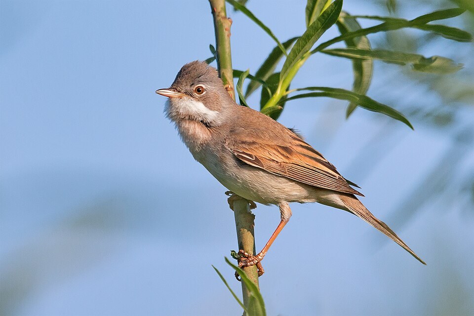 Grasmus