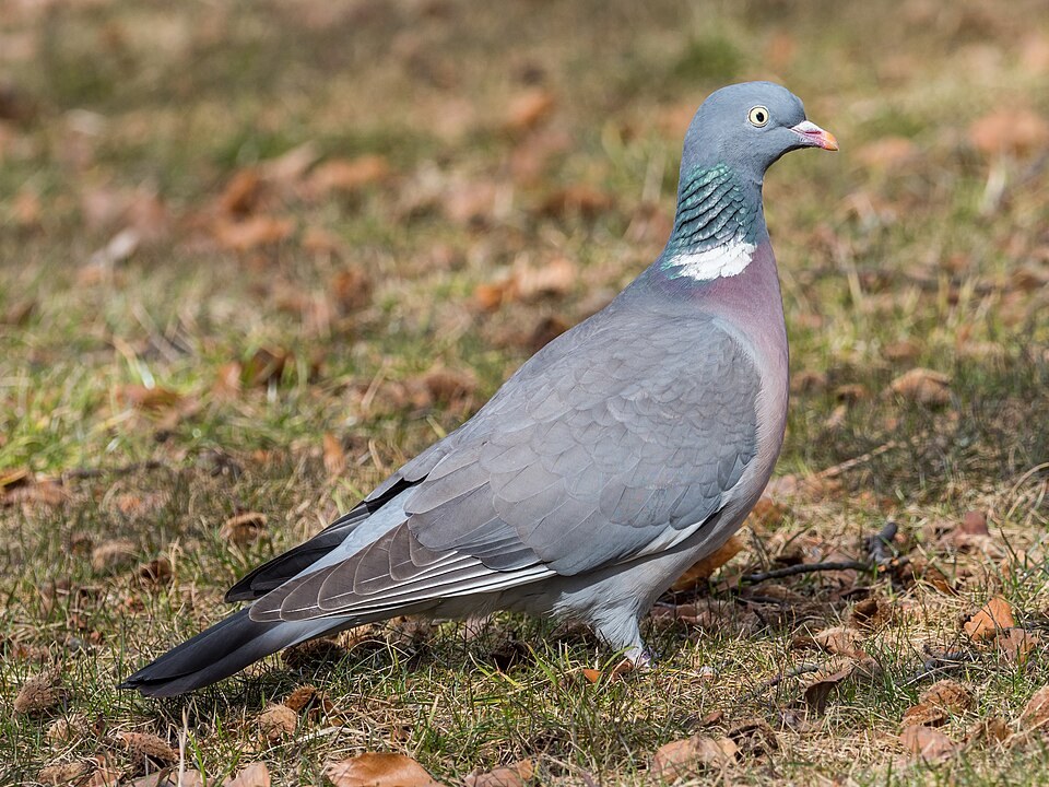 Houtduif
