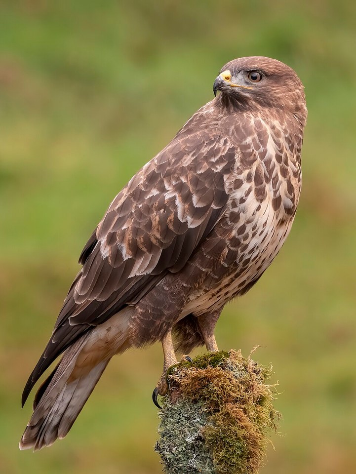 Buizerd