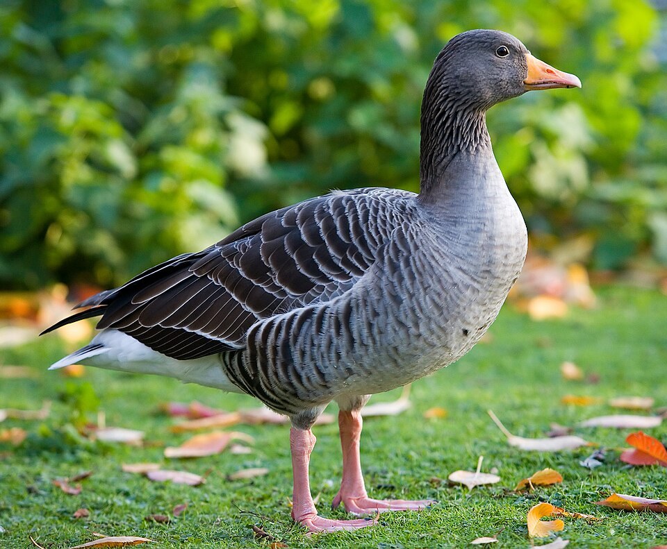 Grauwe gans