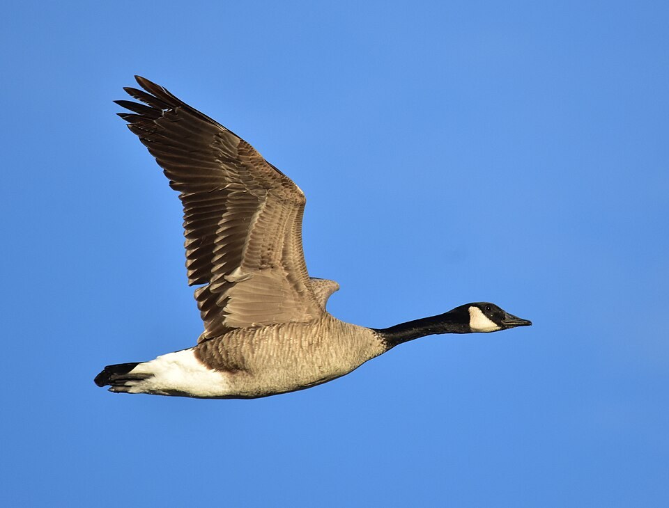 Grote Canadese gans