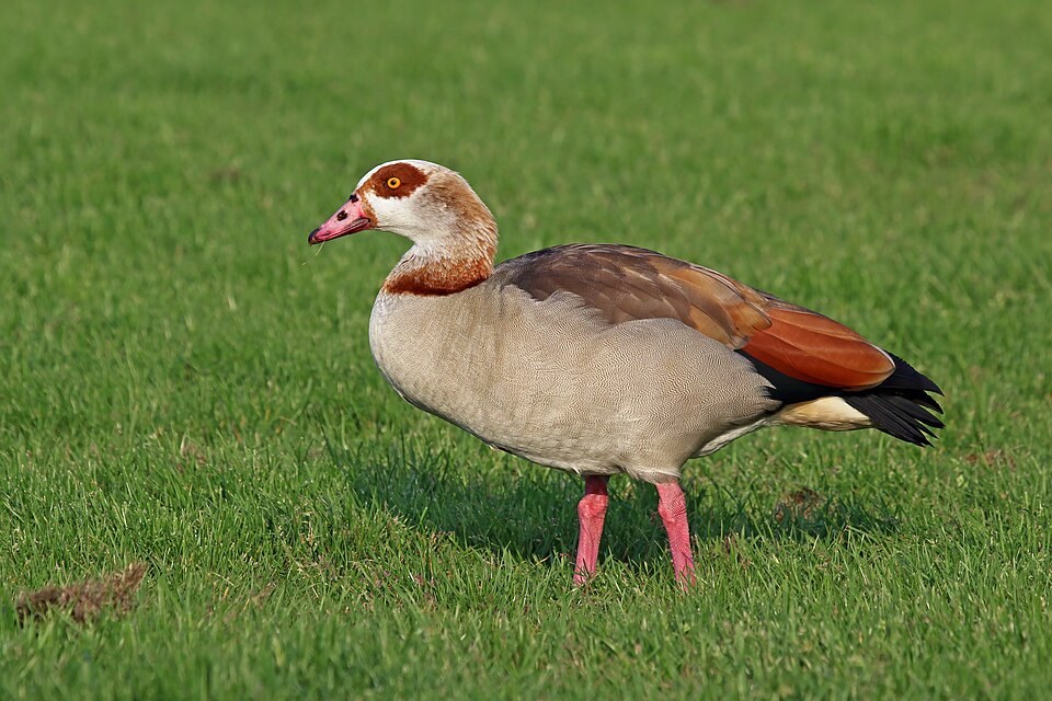 Nijlgans