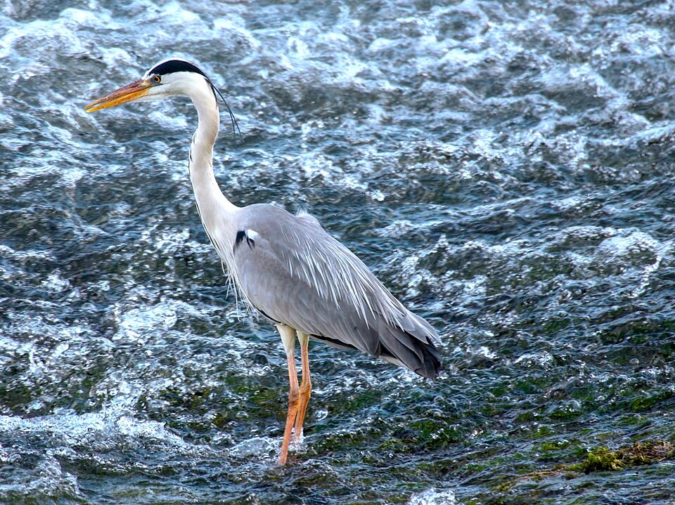 Blauwe reiger