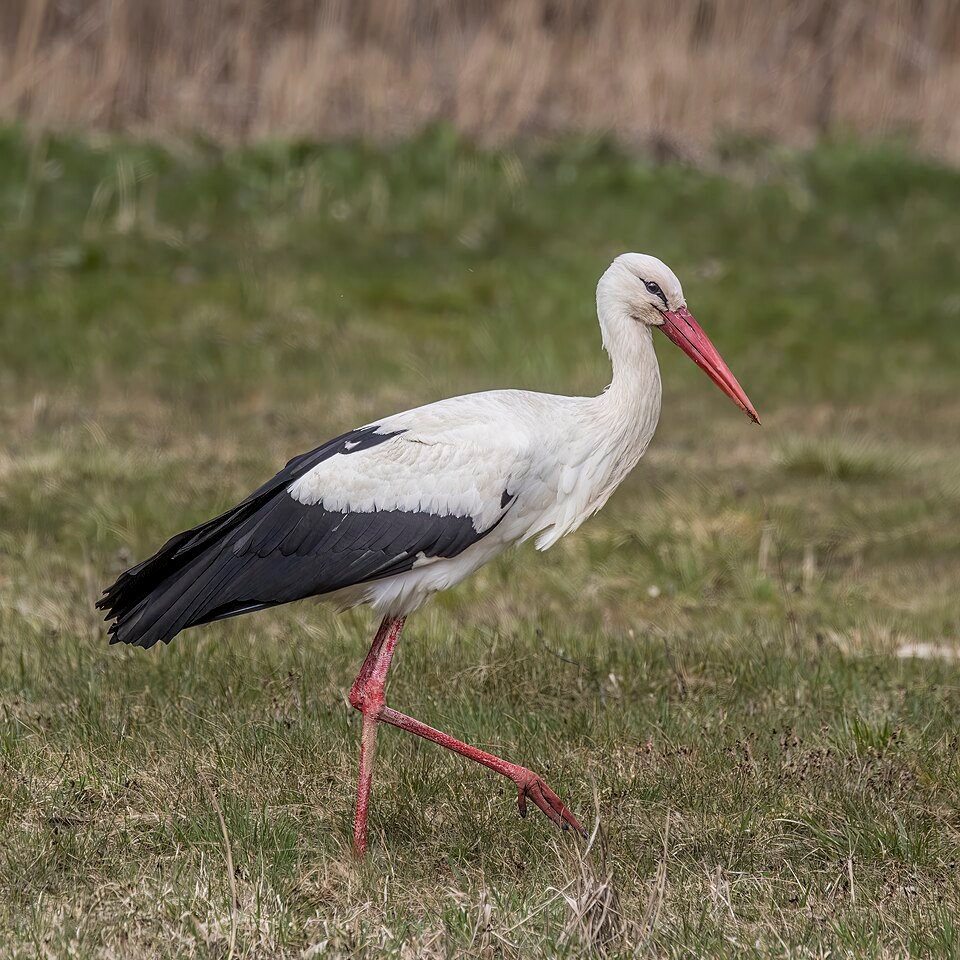 Ooievaar