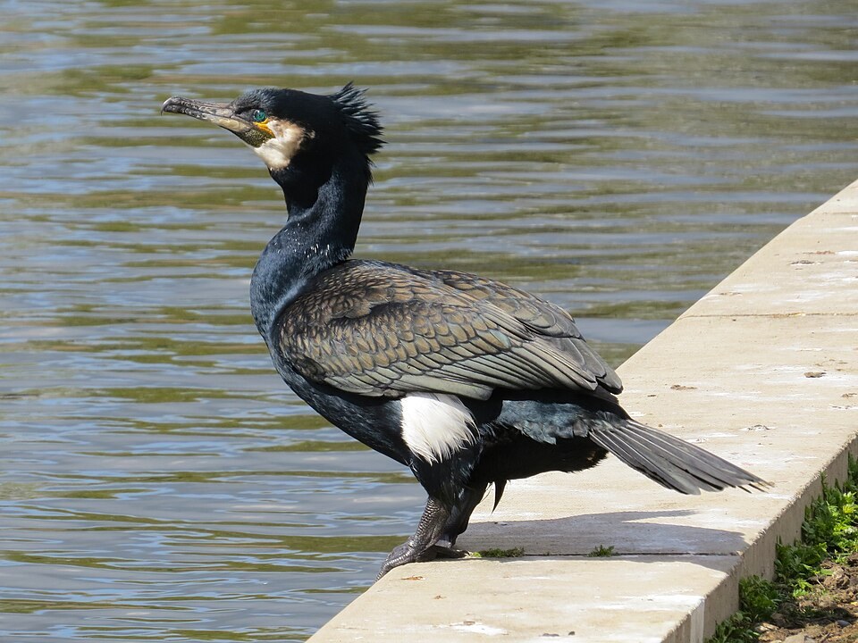 Aalscholver